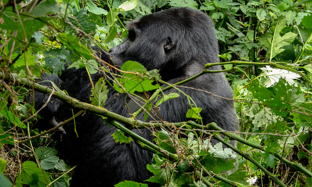 2 Days Rwanda Gorilla Tracking Tour