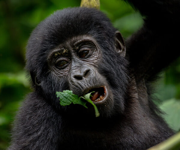 2 Day Rwanda Gorilla Trekking Safari