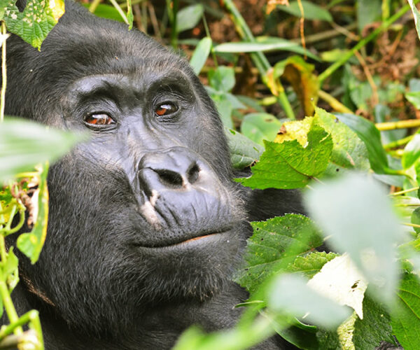 3 Days Volcanoes National Park Rwanda Tour