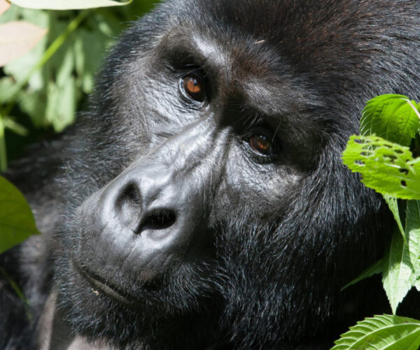 2 Days Tracking Rwanda Mountain Gorillas