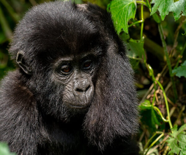 3 Days Rwanda Gorilla Trekking Safari