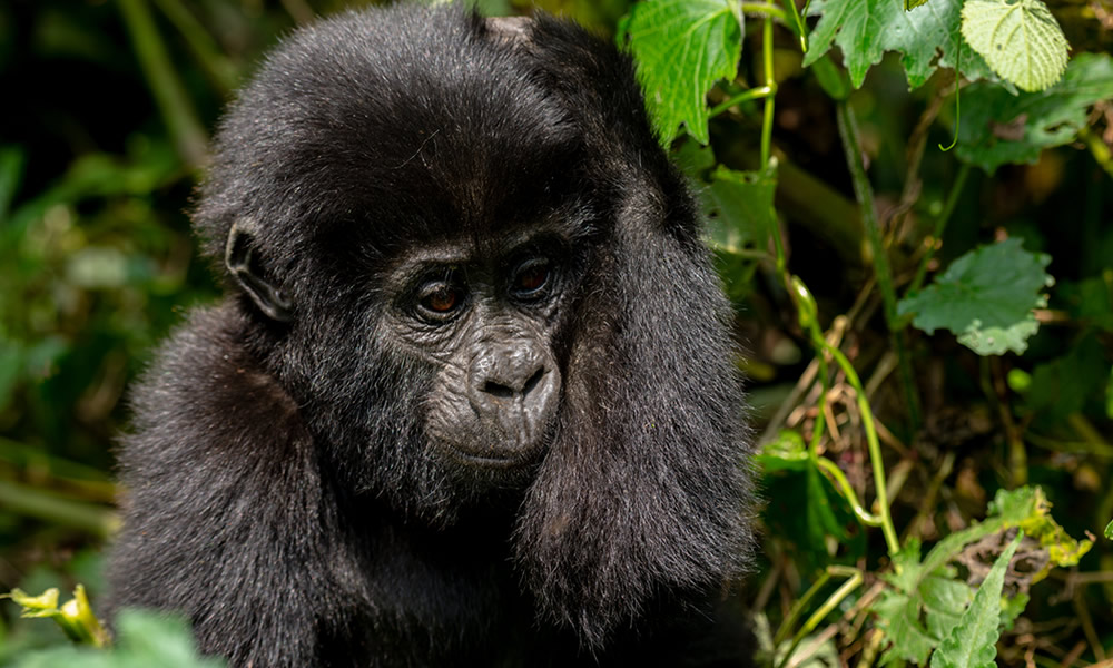 3 Days Rwanda Gorilla Trekking Safari