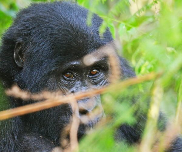 5 Days Rwanda Gorilla Tour