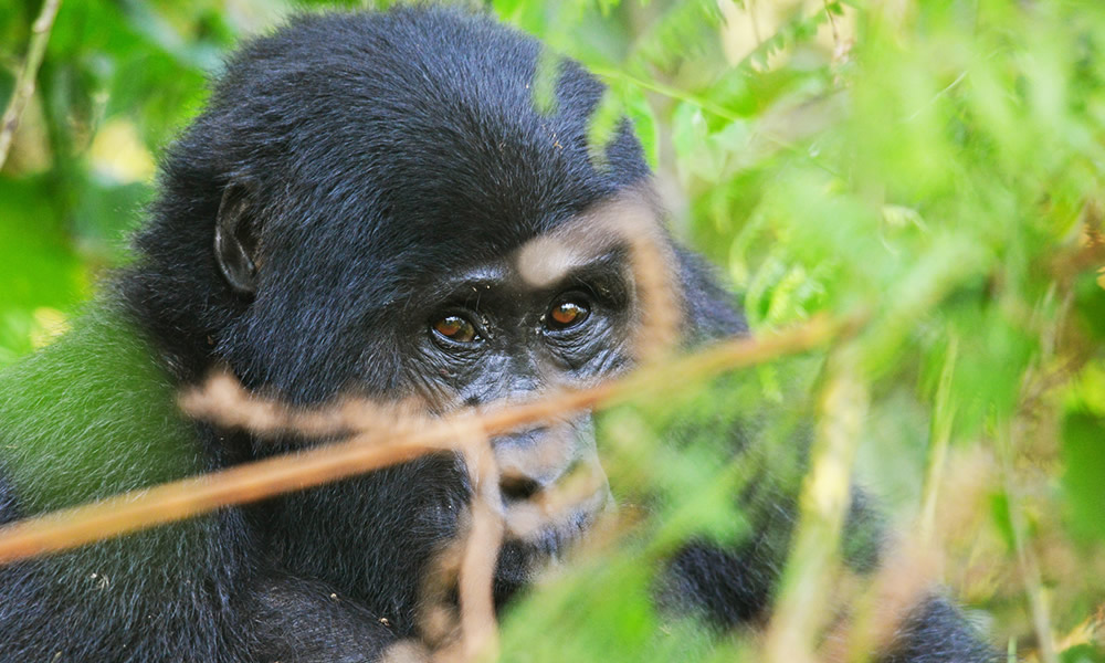 5 Days Rwanda Gorilla Tour