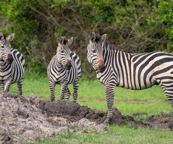 7 Days Classic Rwanda Wildlife Safari Tour