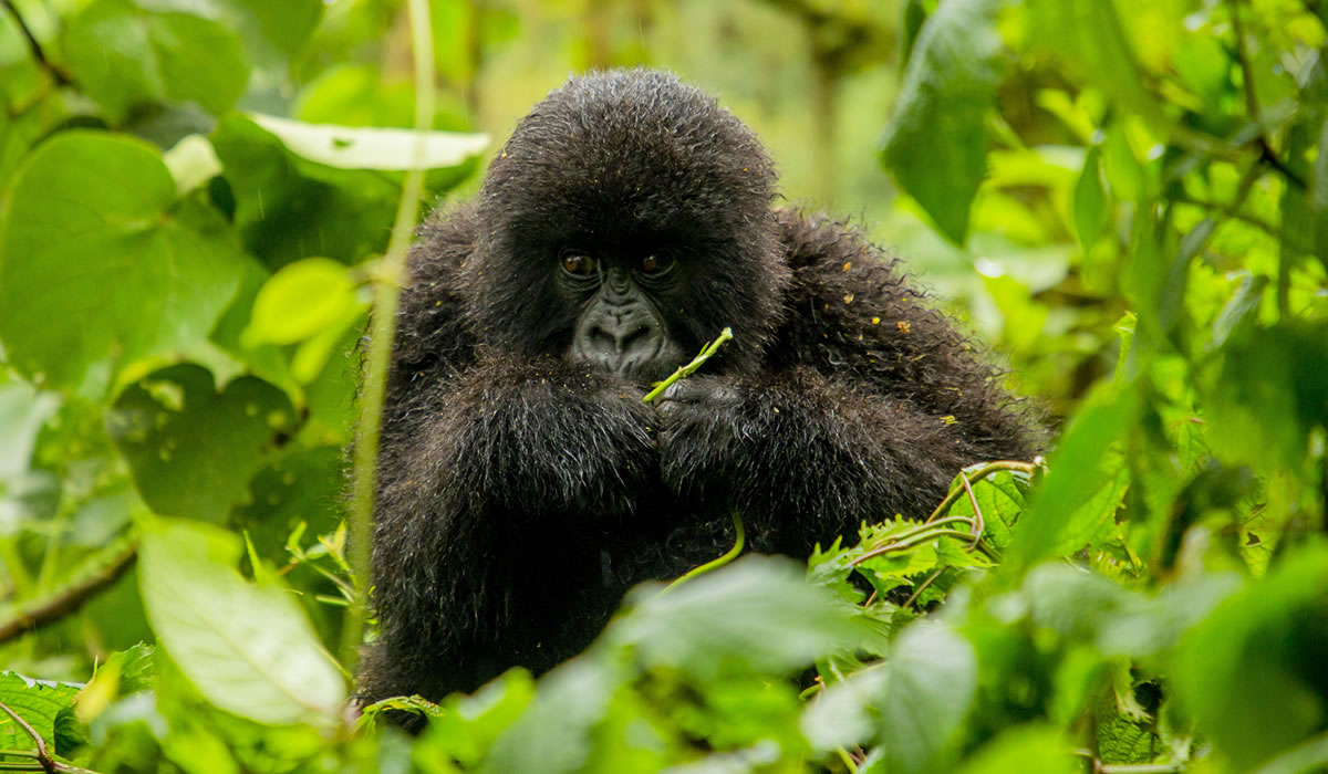 Best Time to Visit Rwanda for Safaris and Gorilla Tours