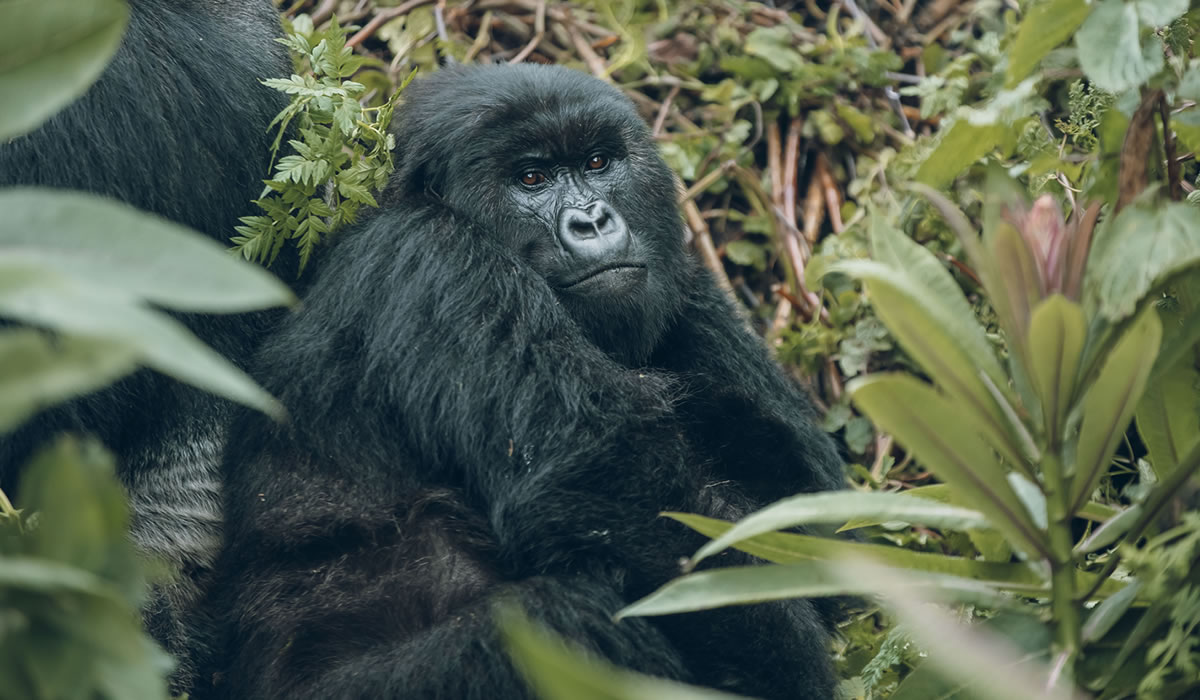 How Much Does Gorilla Trekking in Rwanda Cost?