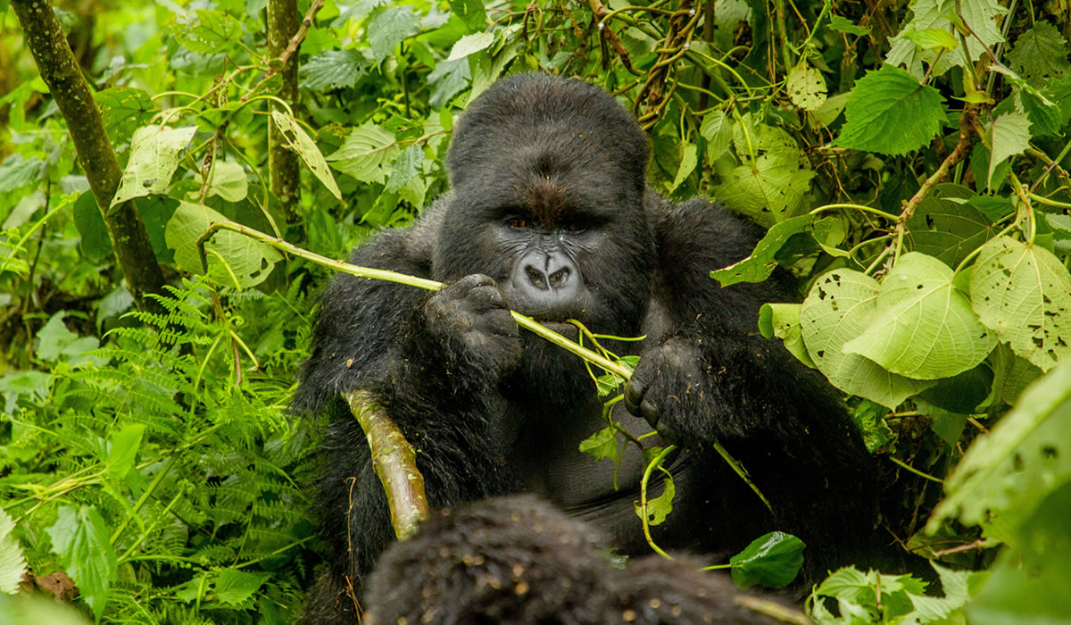 Rwanda vs Uganda: Which Country Is Best for Gorilla Trekking?