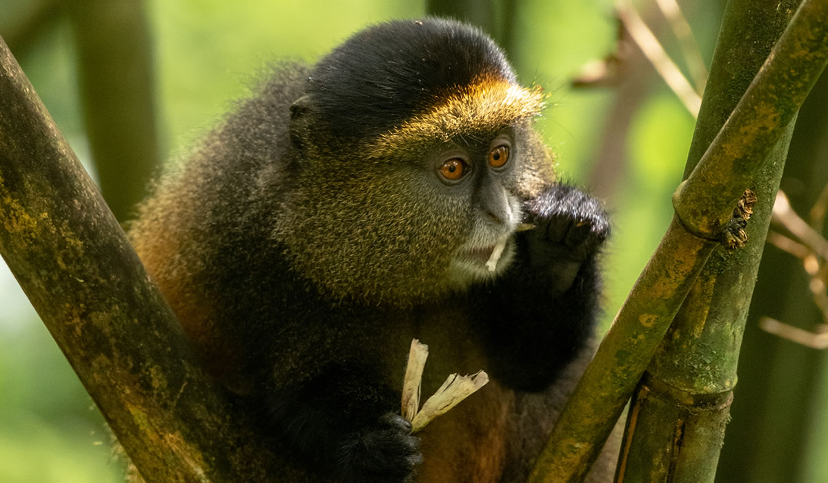 9 Days Gorillas, Chimpanzees, and Golden Monkeys Rwanda Tour