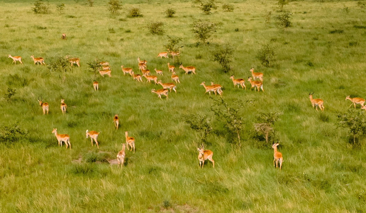 10 Days All-Inclusive Uganda Luxury Safari and Nile River Cruise