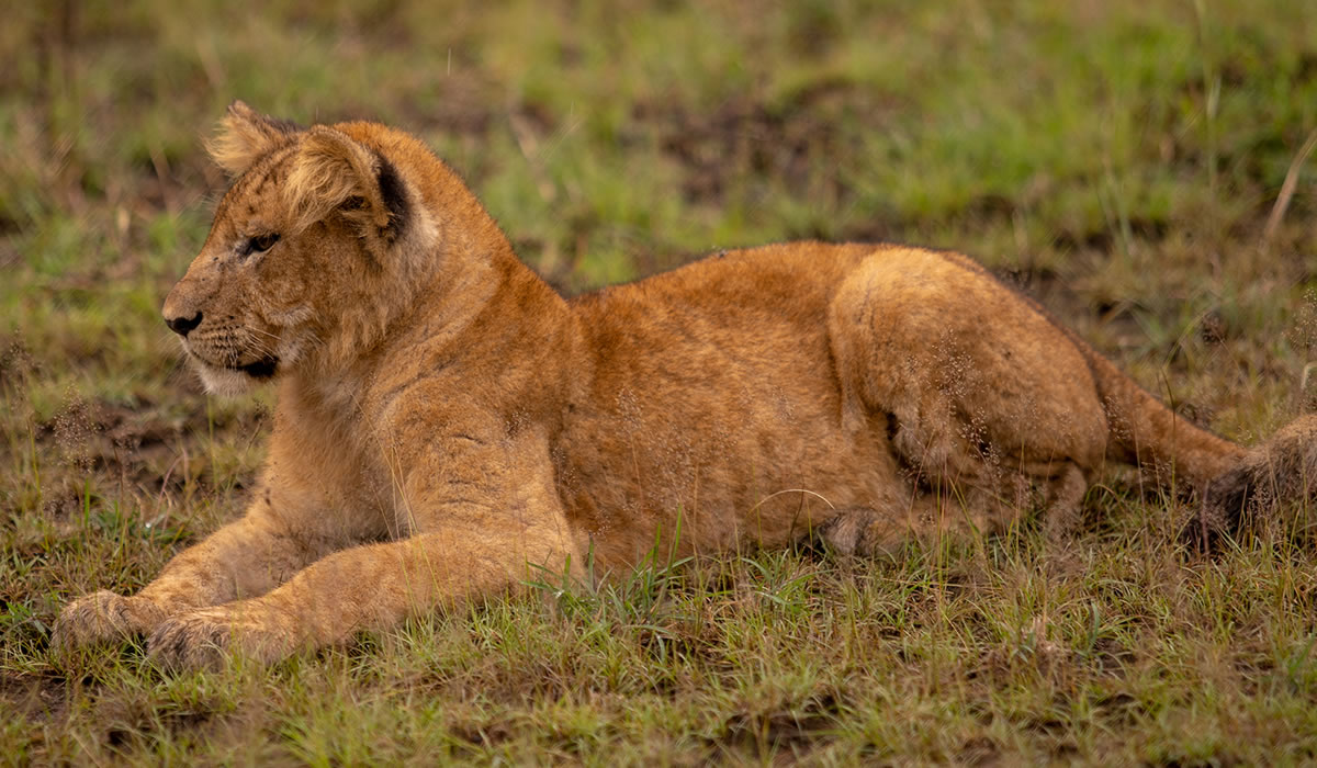 22 Days Signature Uganda Safari and Cross-Country Expedition