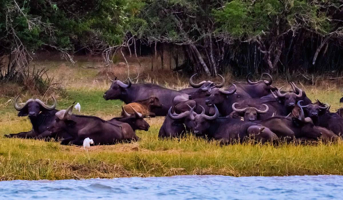 15 Days Wildlife Safari Adventure in Rwanda