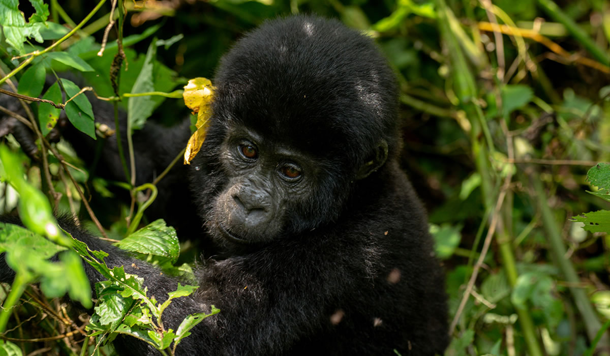 20 Days Exclusive Gorillas Wildlife and Cultural Uganda Tour