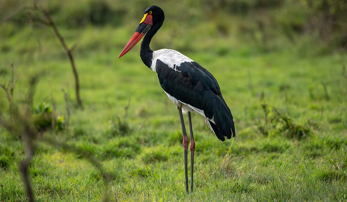11 Days Luxury Primates, Wildlife, and Birding Safari