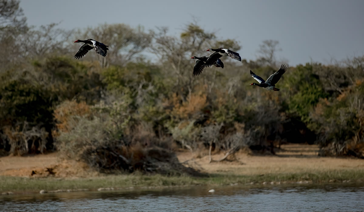 6 Days Rwanda Wildlife and Bird Watching Tour