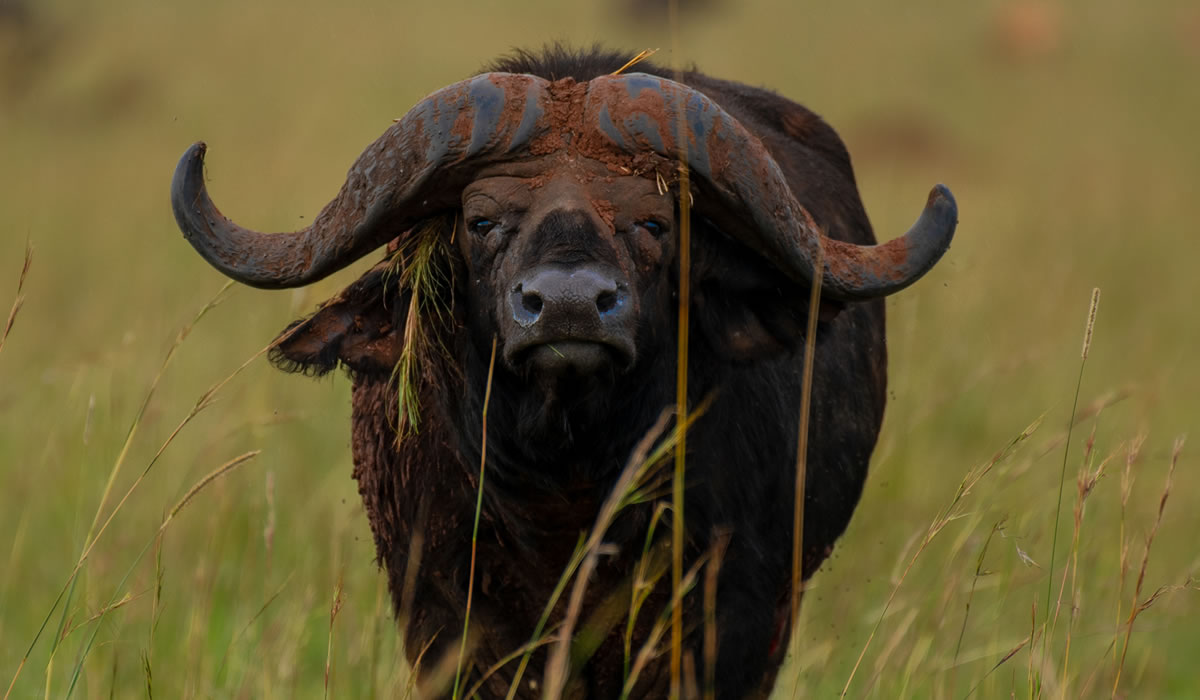 19 Days Uganda Luxury Safari