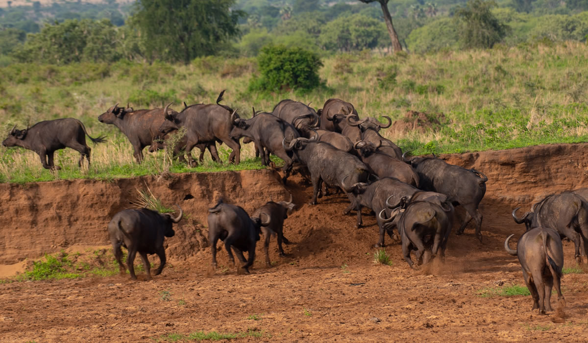 15 Days Best of Uganda Luxury Safari