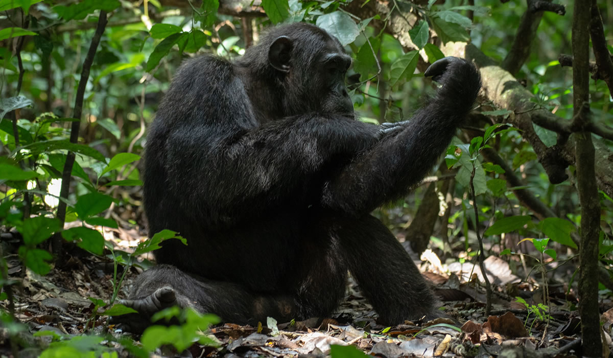 7 Days Ultimate Uganda Wildlife and Primates Luxury Experience