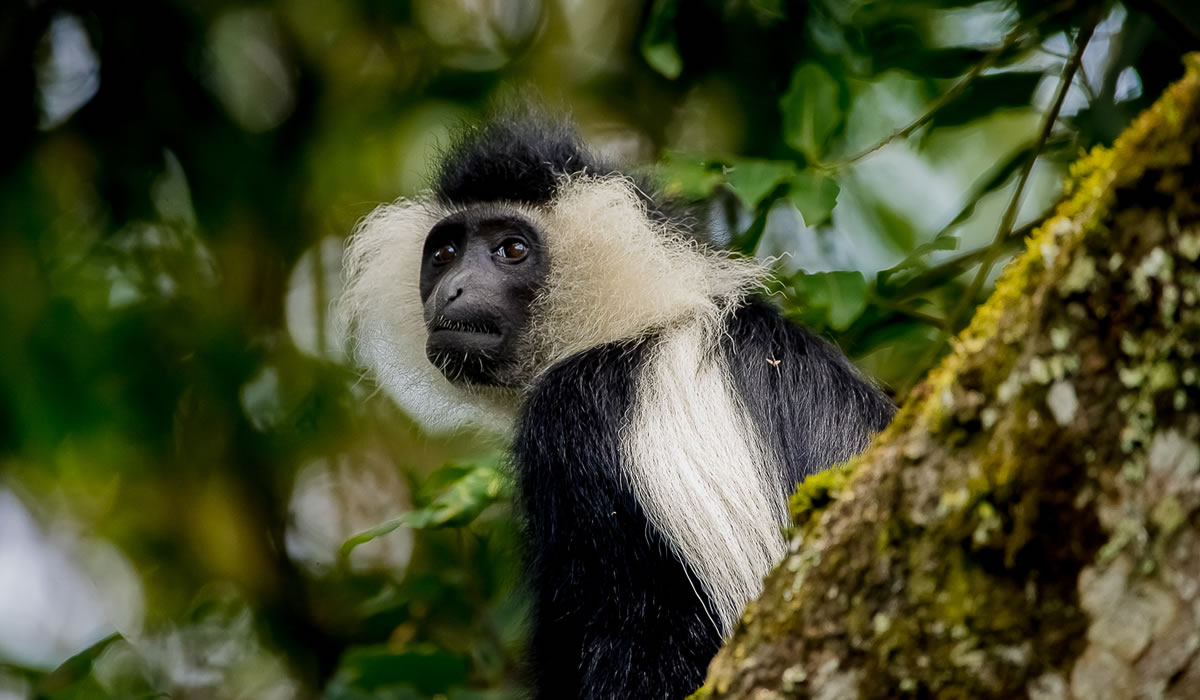 12 Days Around Rwanda Wildlife Safari Tour