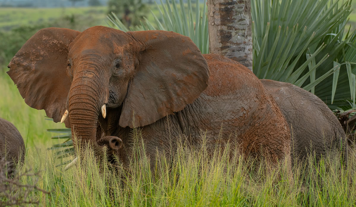 13 Days Uganda Luxury Wildlife Photography Expedition