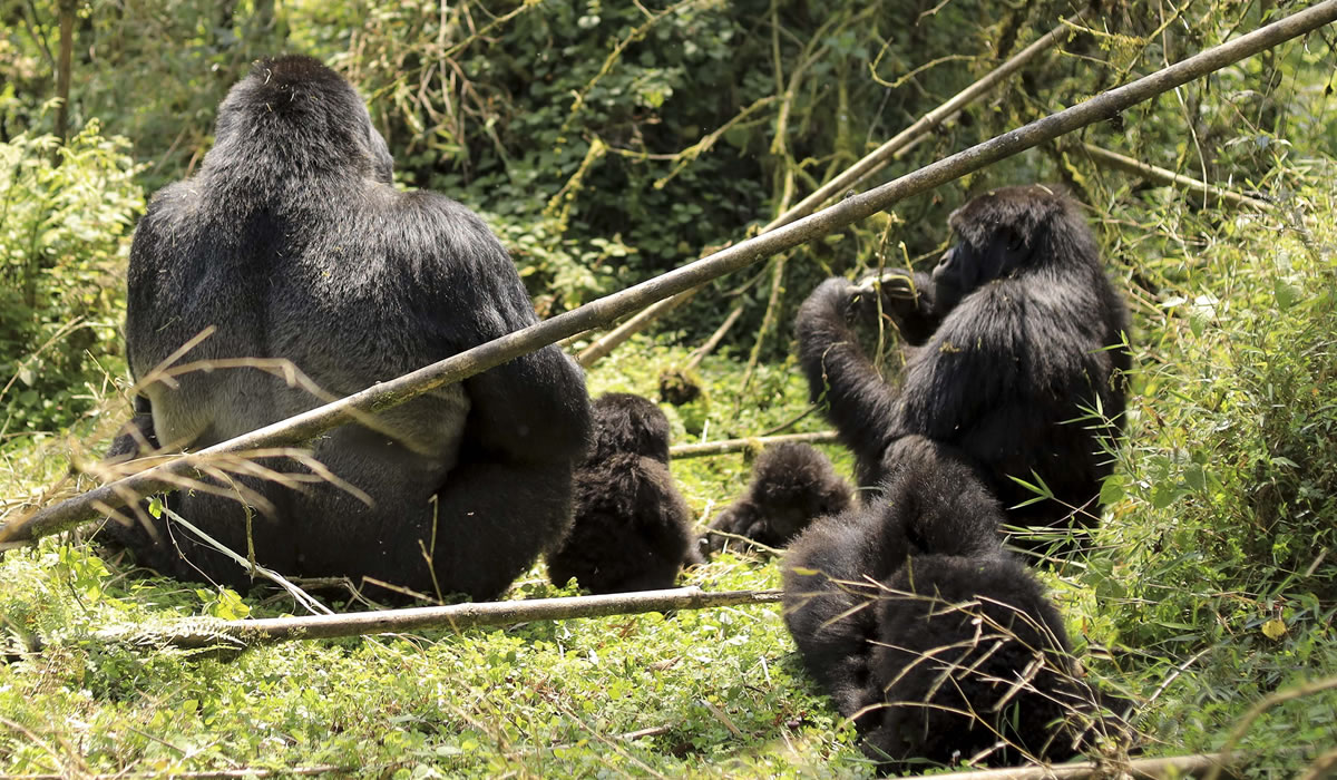 5 Days Rwanda Gorillas and Wildlife Safari