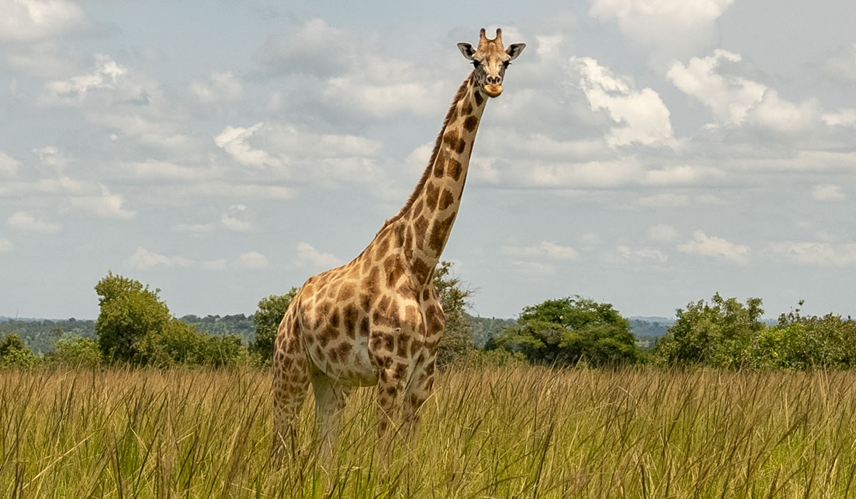 3 Days Luxury Murchison Falls Safari with Exclusive Game Drives
