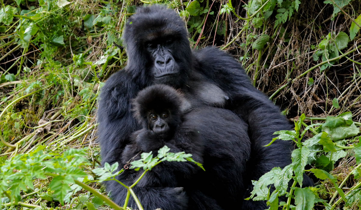 5 Days Luxury Wildlife Safari Tour in Rwanda