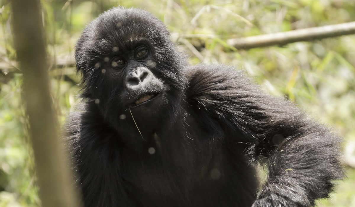 4 Days Primate Tracking Safari in Rwanda