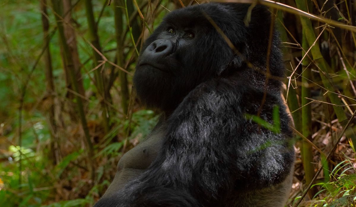 12 Days Premium Uganda Great Apes and Savannah Safari