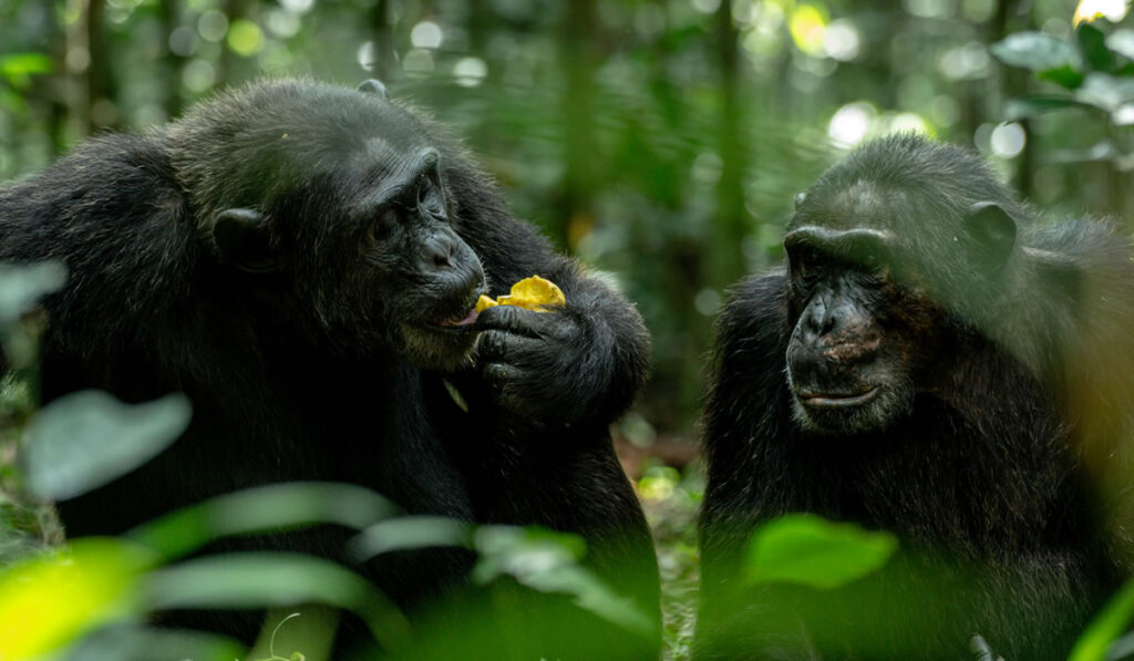 Chimpanzee Tracking in Nyungwe Forest National Park
