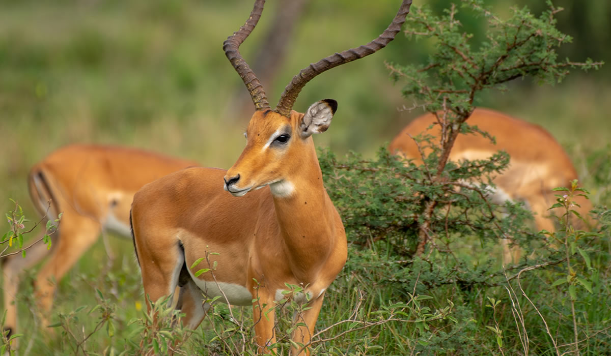 17 Days Uganda Luxury Wildlife Adventure