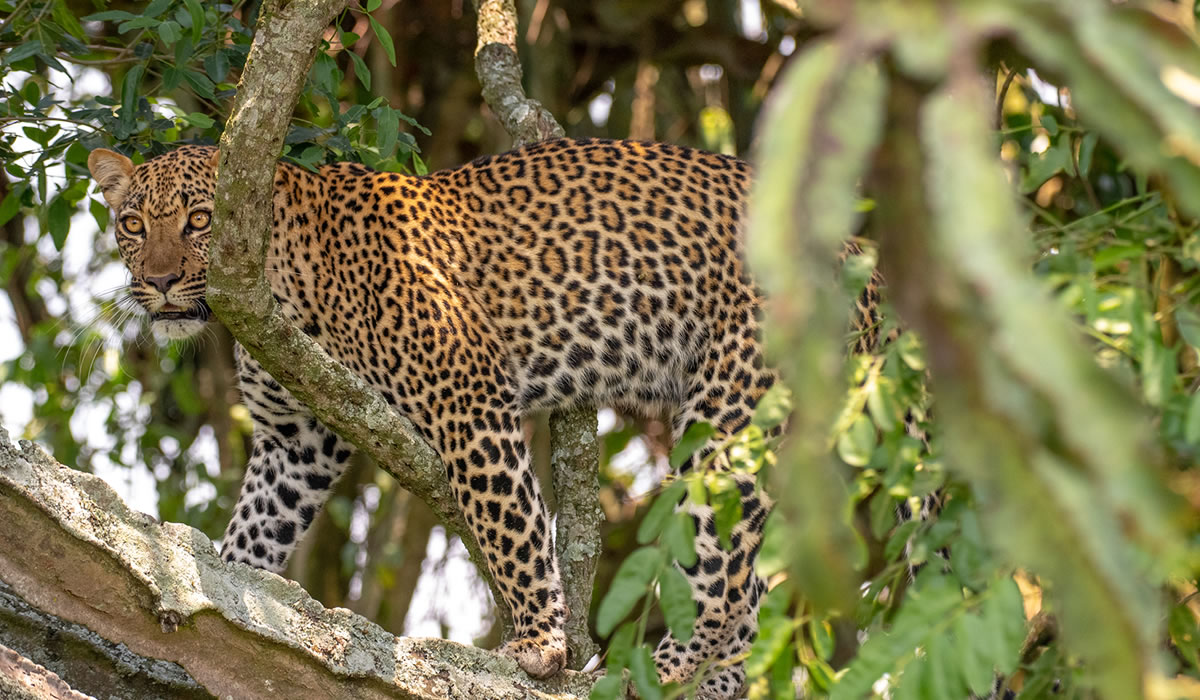 21 Days Ultimate Uganda Luxury Safari Journey