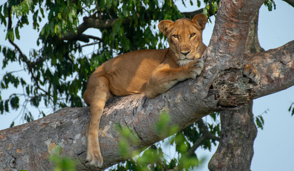 4 Days Queen Elizabeth National Park Luxury Safari
