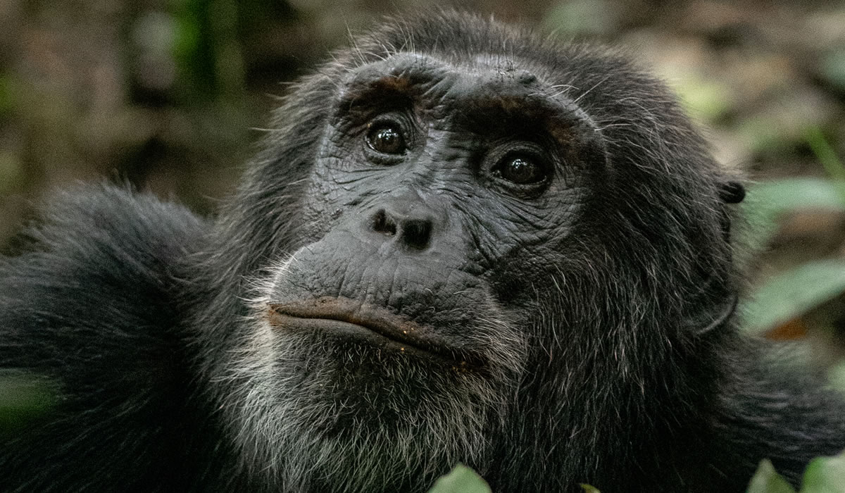 2 Days Nyungwe Chimpanzee Tracking Tour