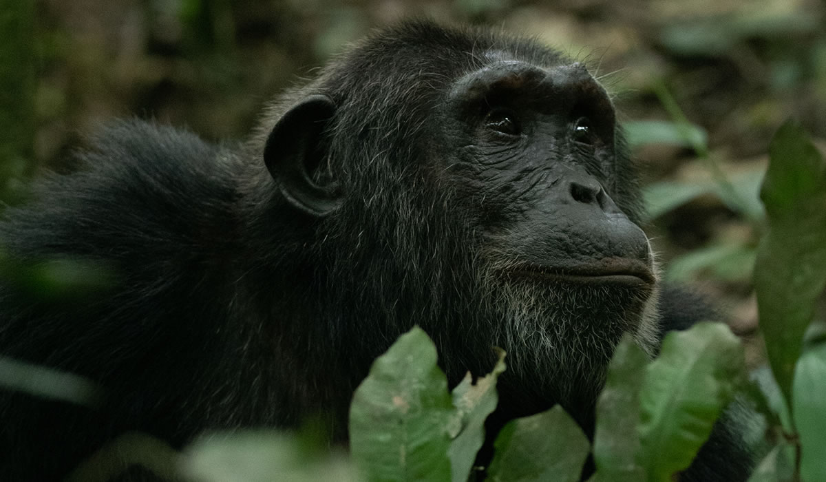 10 Days Rwanda Primates, Wildlife and Cultural Tour