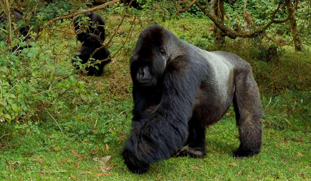 7 Days Gorilla Trekking and Wildlife Rwanda Safari