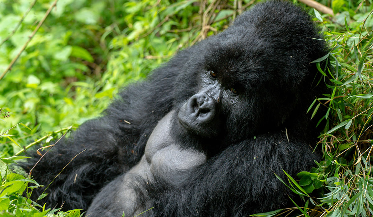 9 Days Luxury Gorillas, Wildlife, and Nile Exploration Tour