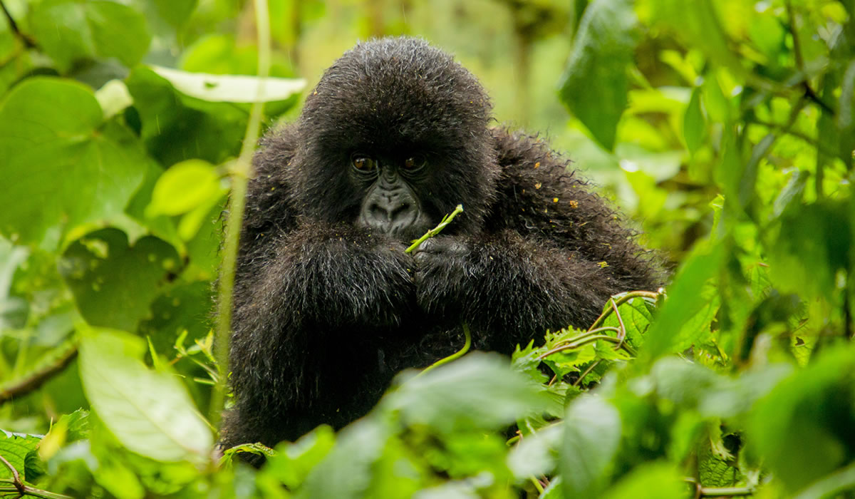 1 Day Rwanda Gorilla Trekking Tour, Blog