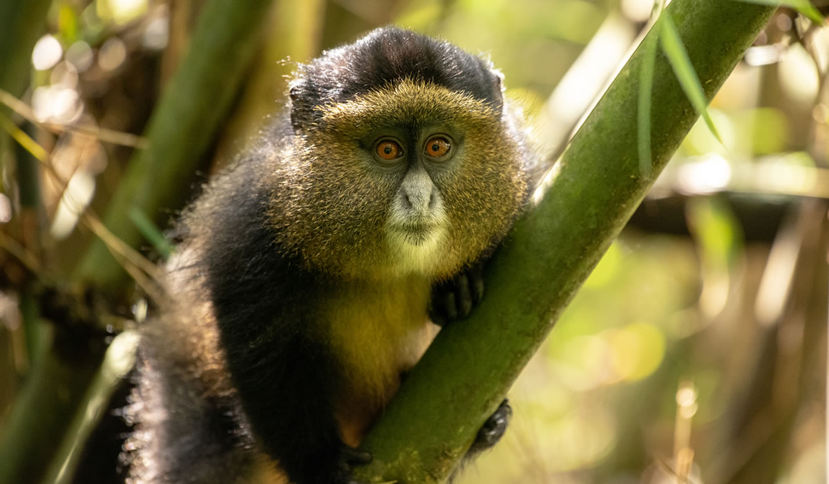 3 Days Rwanda Gorillas and Golden Monkeys Safari