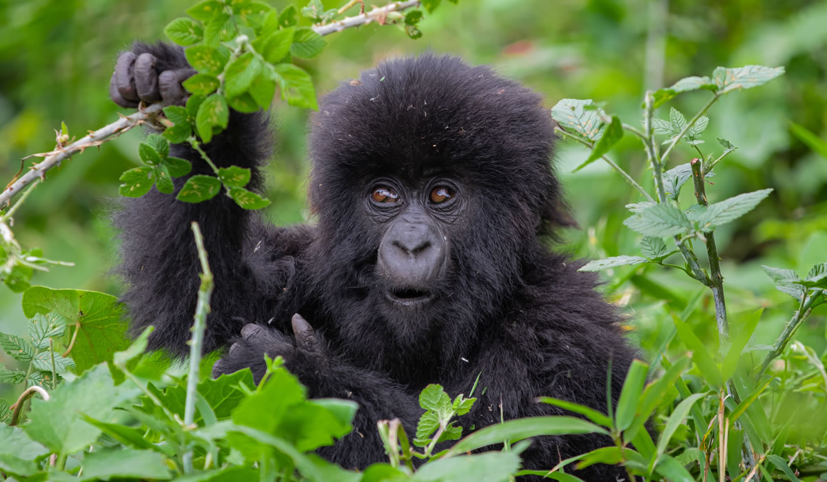 9 Days Rwanda Luxury Safari Adventure