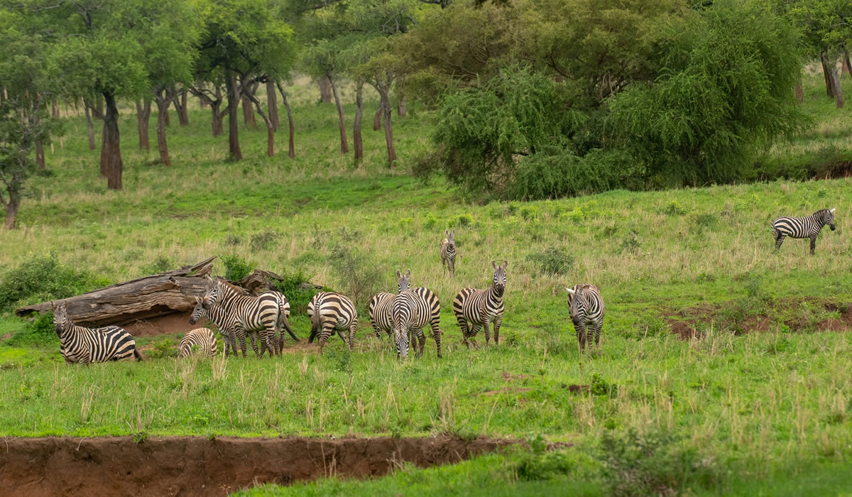 18 Days Grand Uganda Luxury Safari