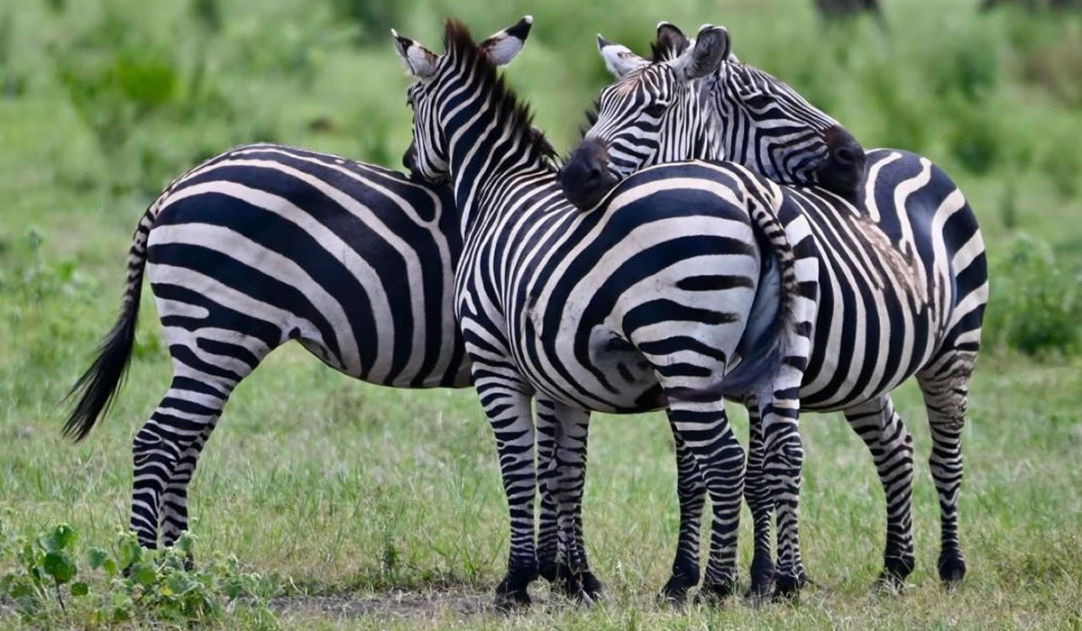 zebras in Akagera