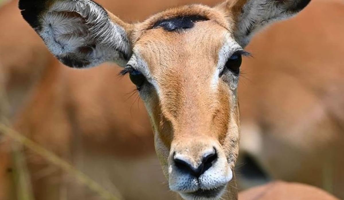 antelope in Akagera