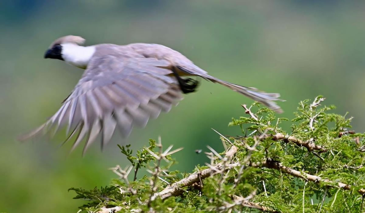 Wildlife in Akagera National Park