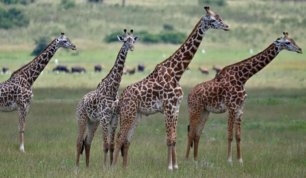 Wildlife in Akagera National Park