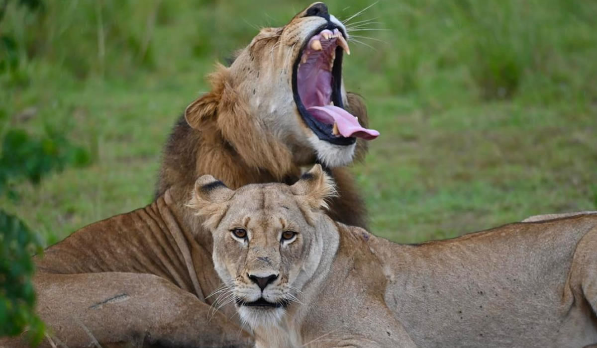 Wildlife in Akagera National Park