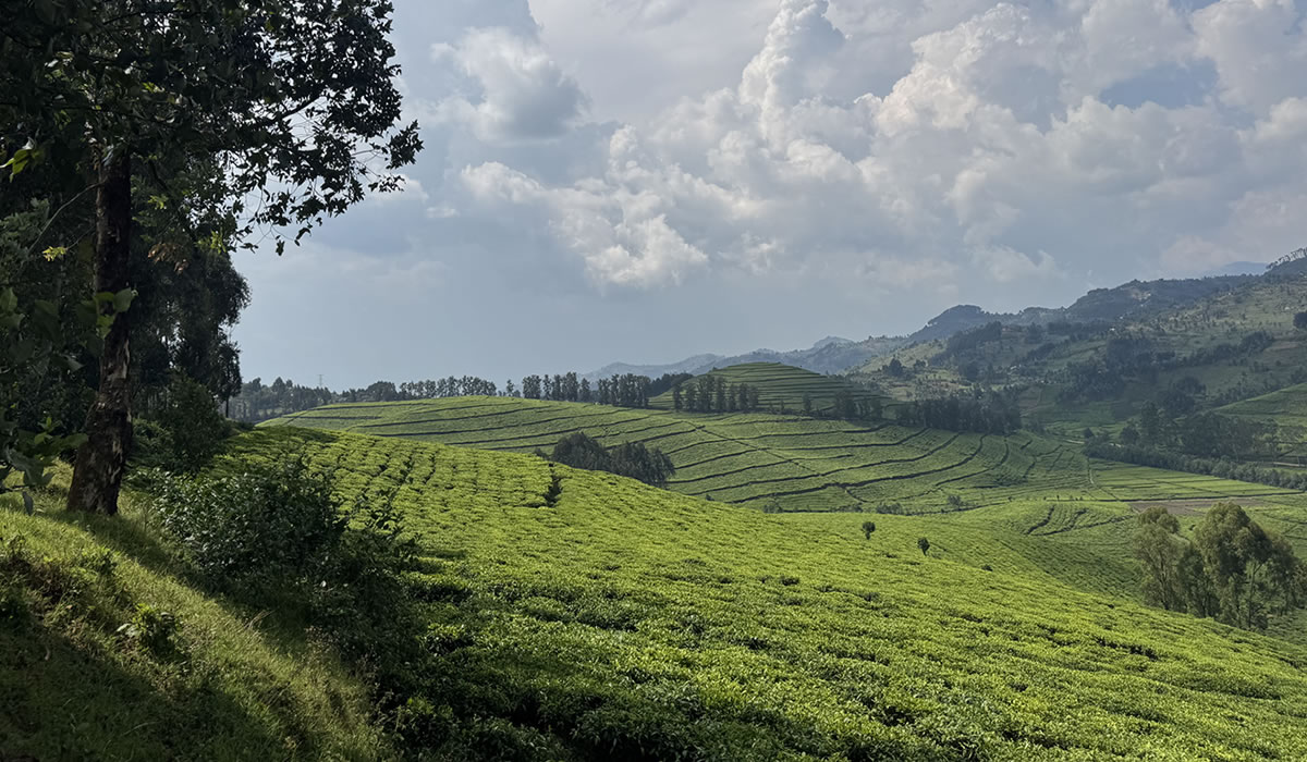 Rwanda Tea Plantation Tour