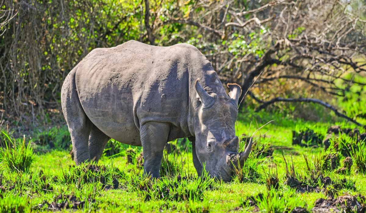 Tracking White Rhinos in Akagera National Park