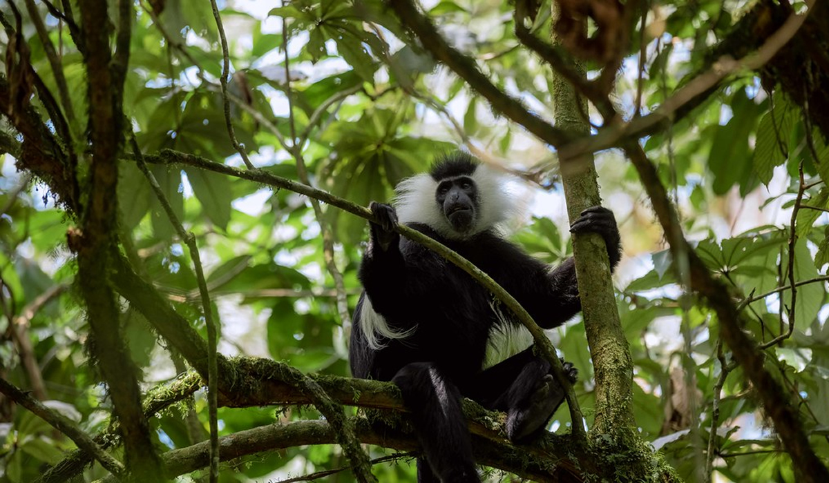 Colobus Monkey Tracking in Nyungwe Forest