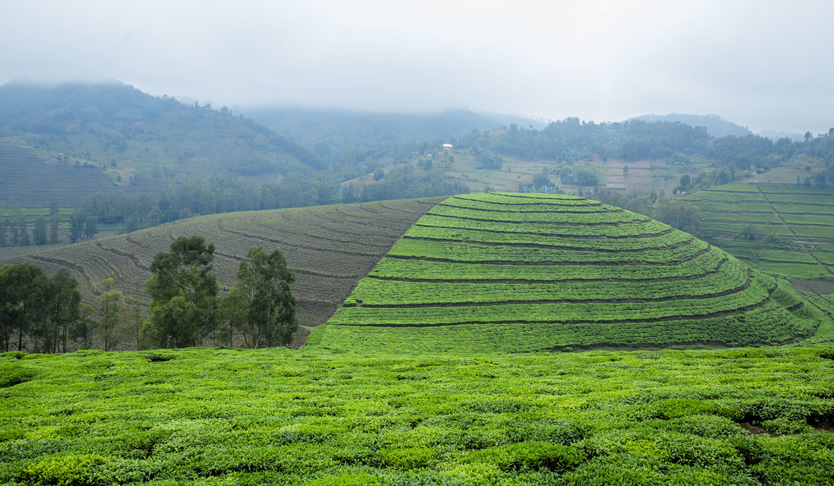 Touring Rwanda’s Tea Plantations